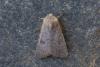 Caradrina sp.